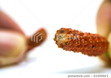 Long pepper cross section Long pepper cross section 81409921