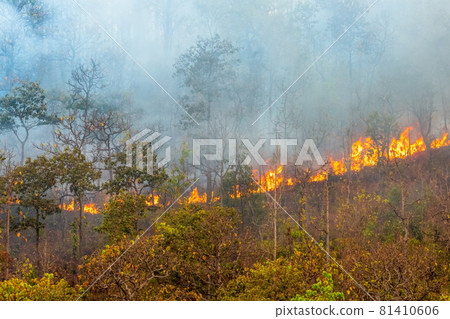 Forest fire is burning primarily as a surface fire, spreading along the ground 81410606