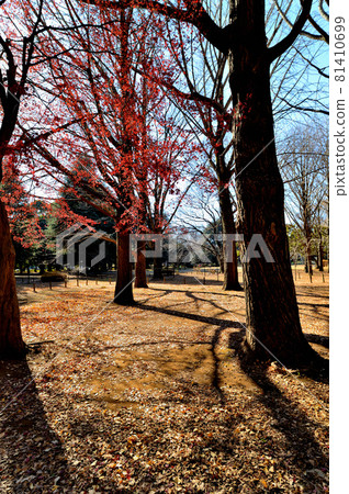 Yoyogi Park in winter, scenery of sunlight through the trees Yoyogi Park in winter, scenery of sunlight through the trees 81410699
