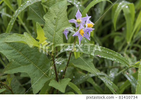 有水滴和尖刺的馬甲 / 茄科 Solanaceae (Solanum) 81410734