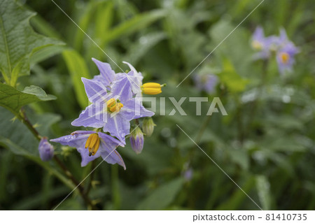 Macrophotograph of horsenettle flower / Solanaceae Solanaceae (Solanum) 81410735