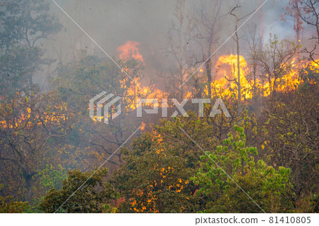 Forest fire is burning primarily as a surface fire, spreading along the ground 81410805