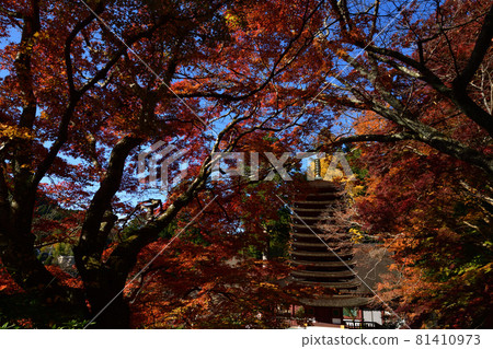 Autumn leaves of Shishiyama Shrine Autumn leaves of Shishiyama Shrine 81410973