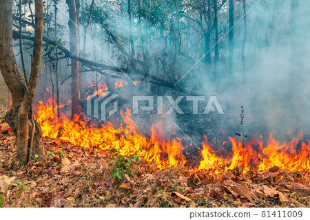 Forest fire disaster is burning caused by human 81411009