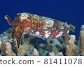 Broadclub Cuttlefish, Sepia latimanus 81411078