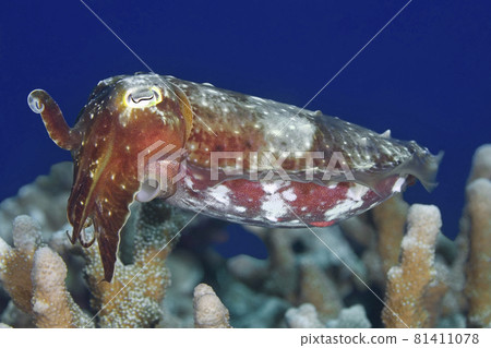 Broadclub Cuttlefish, Sepia latimanus 81411078