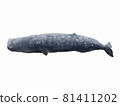 抹香鯨 81411202