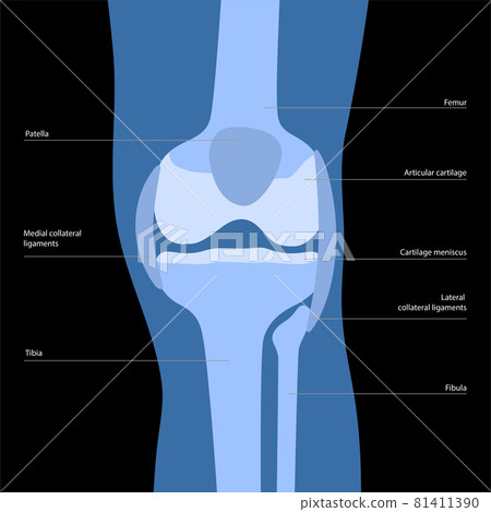 Knee bone anatomy 81411390