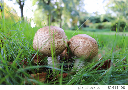 Mushrooms growing in grass in a park. Mushrooms growing in grass in a park. 81411408