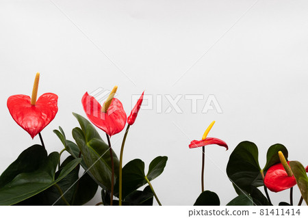 Anthurium flowers in blossom. on a white background. Anthurium flowers in blossom. on a white background. 81411414