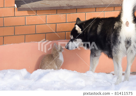 Black and white Alaskan Malamute dog and red cat in cold winter. High quality photo 81411575