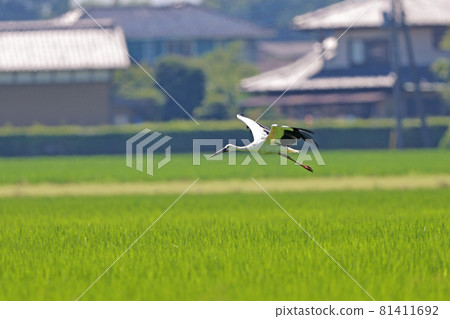 鸛天鵝鳥 鸛天鵝鳥 81411692