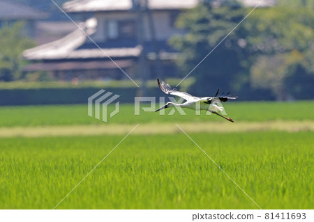 鸛天鵝鳥 鸛天鵝鳥 81411693