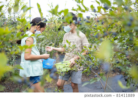 Family enjoying blueberry hunting Family enjoying blueberry hunting 81411889