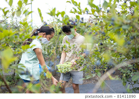 Family enjoying blueberry hunting Family enjoying blueberry hunting 81411890