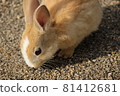 Rabbit looking for rice 81412681