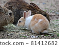 Parent-child rabbit meal 81412682