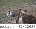 Rabbit parent and child break 81412684