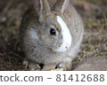 Beautiful rabbit 81412688