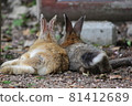 Cuddling rabbits 81412689
