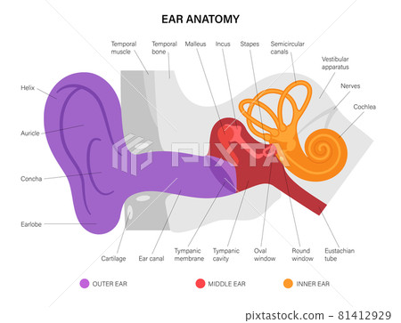 Ear anatomy diagram Ear anatomy diagram 81412929