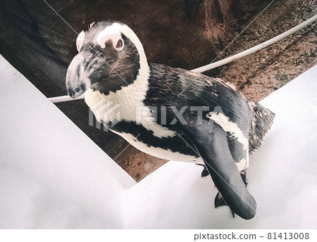 Penguin looking at camera 81413008