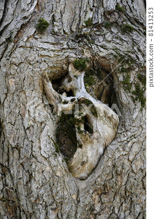 Abstract drawing on a tree resembling kangaroo heads or a human heart formed by a broken branch 81413253