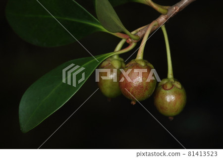 Natural plant ternstroemia, immature fruit in August. As autumn deepens, it ripens and cracks, exposing the seeds inside ① Natural plant ternstroemia, immature fruit in August. As autumn deepens, it ripens and cracks, exposing the seeds inside ① 81413523