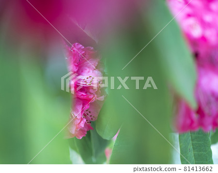 Red world of rhododendron [flowers / plants] 81413662