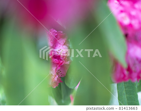 Red world of rhododendron [flowers / plants] 81413663