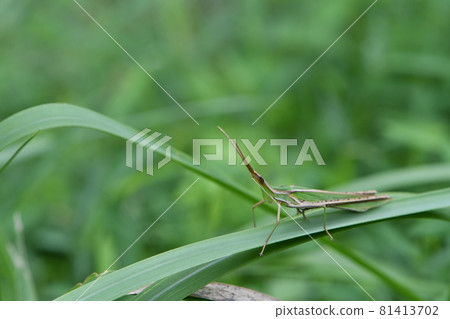 Locust Locust 81413702
