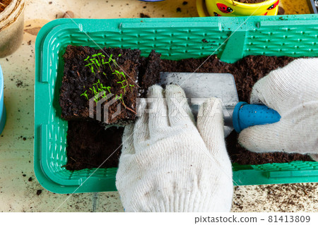 Plant transplantation process close up. Gardening accessories Plant transplantation process close up. Gardening accessories 81413809