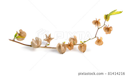 Nicandra physalodes. It is known by the common names apple-of-Peru and shoo-fly plant. Isolated Nicandra physalodes. It is known by the common names apple-of-Peru and shoo-fly plant. Isolated 81414216