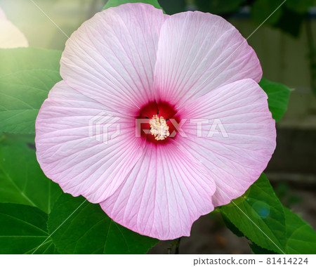 Hibiscus marsh pink, beautiful flower with deep pink center and delicate pink leaves. Varieties Gentle nature, Kopper King, Summer Storm, Pink Candy (Malvaceae, Hibiscus moscheutos, Hibiscus trionum) Hibiscus marsh pink, beautiful flower with deep pink center and delicate pink leaves. Varieties Gentle nature, Kopper King, Summer Storm, Pink Candy (Malvaceae, Hibiscus moscheutos, Hibiscus trionum) 81414224