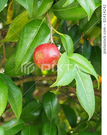 山茶花堅果 81414242