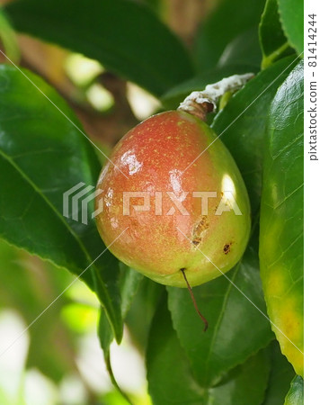 Camellia nuts 81414244