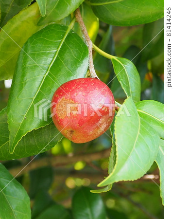 Camellia nuts 81414246