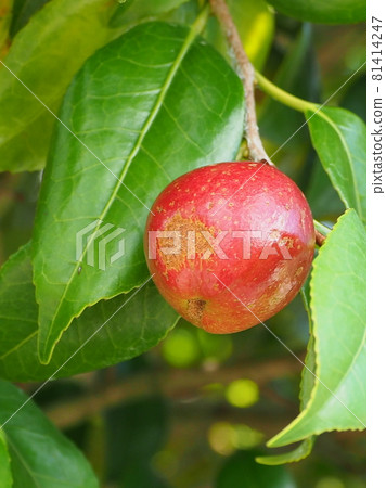 Camellia nuts 81414247