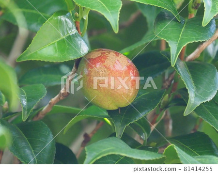 Camellia nuts 81414255