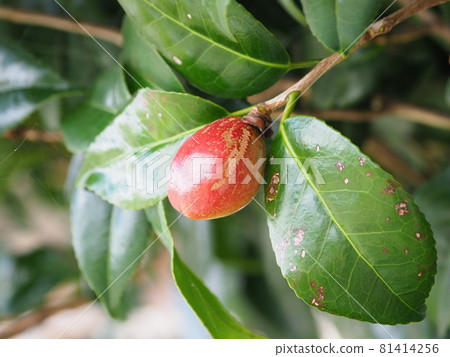 Camellia nuts 81414256