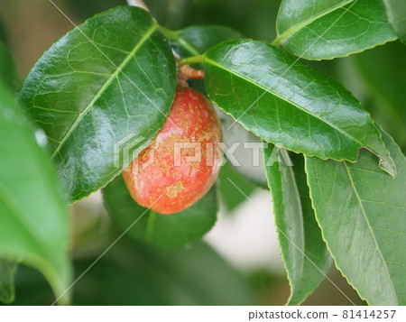 Camellia nuts 81414257