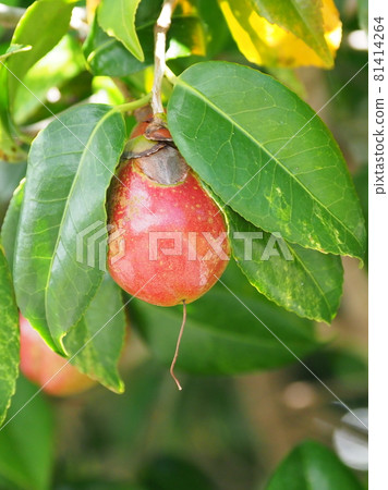 Camellia nuts 81414264