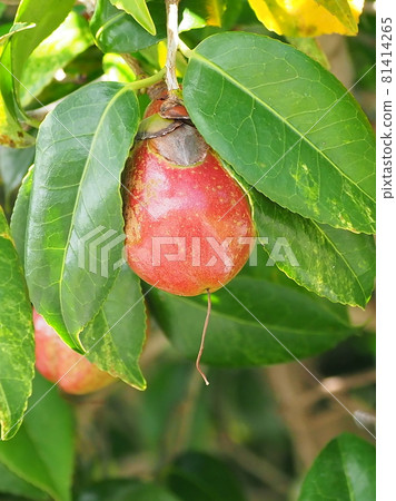 Camellia nuts 81414265