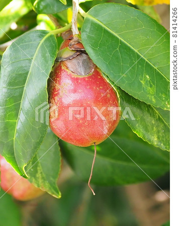 Camellia nuts 81414266