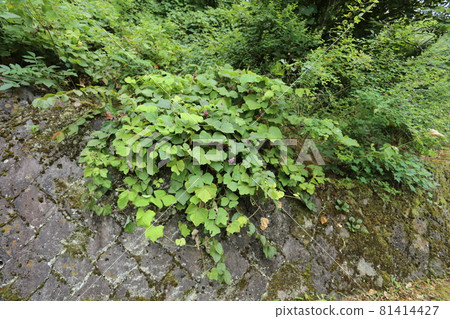 Kuzu that gives a sweet scent in midsummer and makes purple flowers bloom Kuzu that gives a sweet scent in midsummer and makes purple flowers bloom 81414427