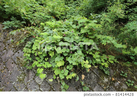 Kuzu that gives a sweet scent in midsummer and makes purple flowers bloom Kuzu that gives a sweet scent in midsummer and makes purple flowers bloom 81414428