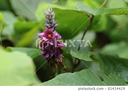 Kuzu that gives a sweet scent in midsummer and makes purple flowers bloom Kuzu that gives a sweet scent in midsummer and makes purple flowers bloom 81414429