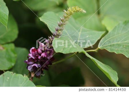 Kuzu that gives a sweet scent in midsummer and makes purple flowers bloom Kuzu that gives a sweet scent in midsummer and makes purple flowers bloom 81414430