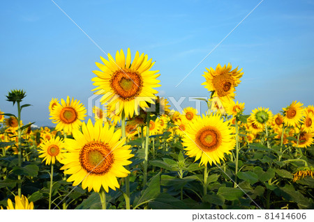 Sunflower 1367 Sunflower 1367 81414606