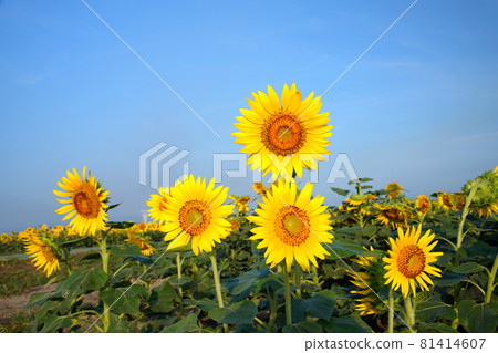 Sunflower 1370 Sunflower 1370 81414607